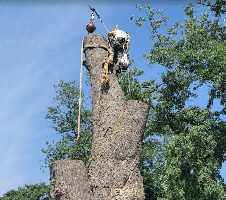 franklins tree care1