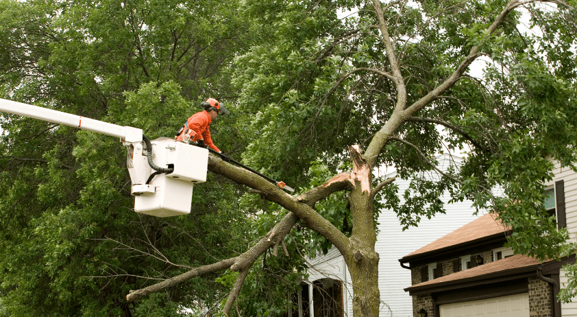 storm damage tree2